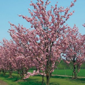 Višňa chĺpkatá (Prunus subhirtella) ´AUTUMNALIS ROSEA´ - výška: 140-170 cm, kont. C18L